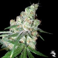 Chocolope Feminized