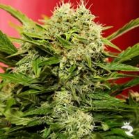 Chronic Ryder Autoflowering Feminised Seeds