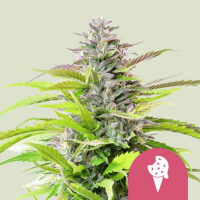 Cookies Gelato Feminized Cannabis Seeds
