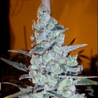 Critical Jack Herer Feminized