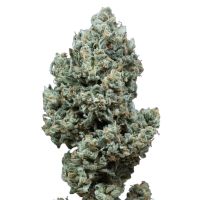 Critical 2.0 Auto Feminized Seeds