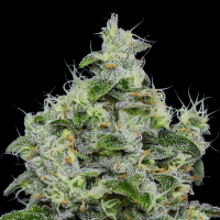 Dankberry Auto Feminized Seeds