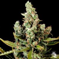 DinaFem Cheese Feminized