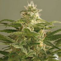 DinaFem OG Kush Feminized