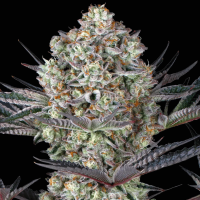 Dos Si Dos 33 Cannabis Seeds