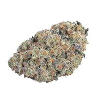 Double Donny Burger Feminized