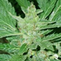 Dr Feelgood Feminized