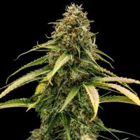 Epsilon F1 Cannabis Seeds