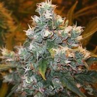 Euforia Feminized