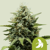 Fat Banana Auto Feminized Cannabis Seeds