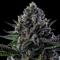 First Lady Feminized Seeds