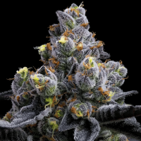Garlic Cookies Weed Strain Seeds