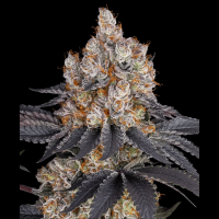 Gelato Strain Cannabis Seeds