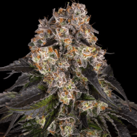 Girl Scout Cookies Cannabis Seeds