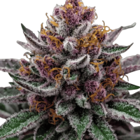 GlitterBomb 3n Triploid