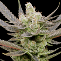 Glowberry Rush Auto Feminized Seeds 