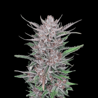 Gorilla Punch Auto 