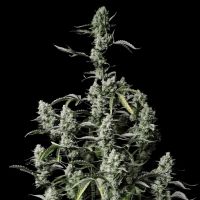 Gorilla Z Auto