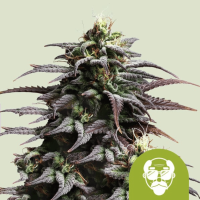 Granddaddy Purple Auto Cannabis Seeds
