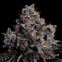 Grape Pop Rocks Auto Feminized Seeds 