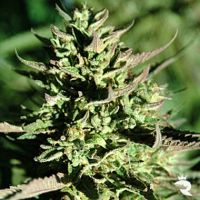 Grapefruit Krush Feminized