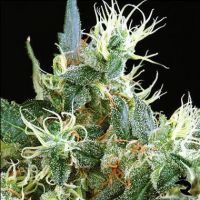 Green House Seeds Northern Lights Auto