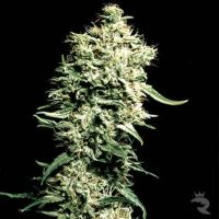 Green House Seeds White Rhino Feminised