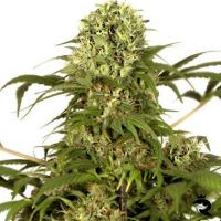 Green Spirit Feminized