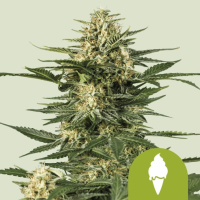 Green Gelato Auto Feminized Cannabis Seeds