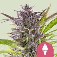 Green Gelato Feminized Cannabis Seeds