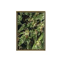 High Quality Seeds Early Girl Regular