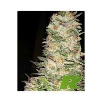 Holy Smoke Seeds Strawberry Diesel