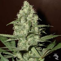 Homegrown Cheese Feminized