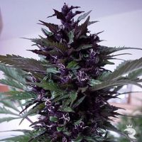 Homegrown Purple