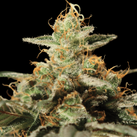 Kush Mintz Feminized Seeds by Big Buddha Seeds