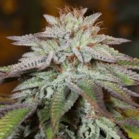L.A. Vanilla Cake Auto Feminized Seeds