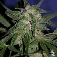 LA Cannalope Feminized