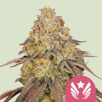 Legendary OG Punch Feminized Cannabis Seeds