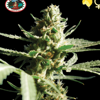Lemon Cake Feminized Seeds by Big Buddha Seeds