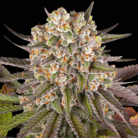 Limoncello Cannabis Seeds