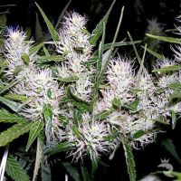 Masterkush Feminized