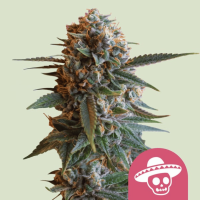 Mexican Rush Feminized Cannabis Seeds
