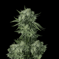 Moby Dick Auto
