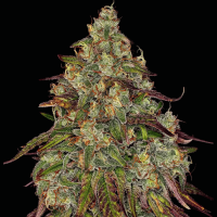 Moby Dick Cannabis Seeds