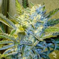 Nirvana Seeds Blue Mystic Feminised