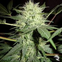 Northern Light Feminized