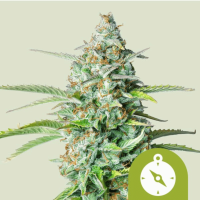 Northern Light Auto Cannabis Seeds