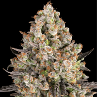 OG Kush Cannabis Seeds