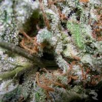 Paradise Seeds Indica Mix