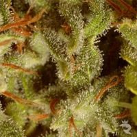 Paradise Seeds Sativa Mix